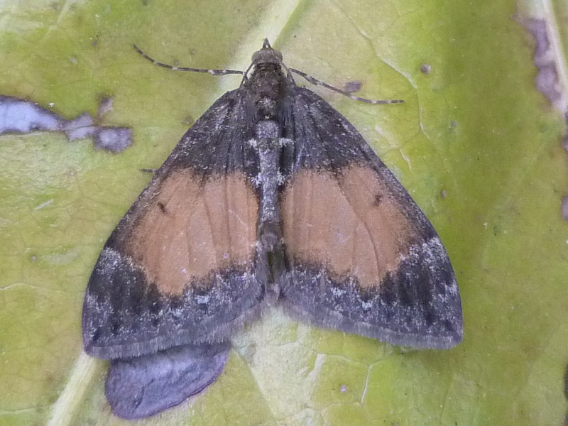 Common Marbled Carpet